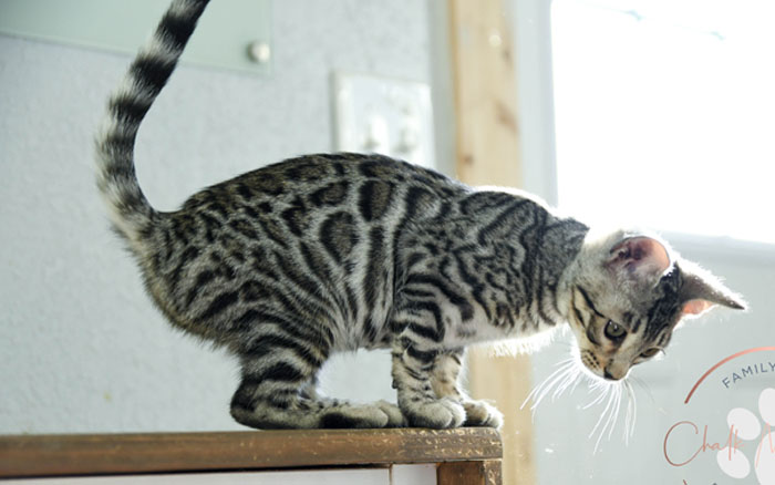 bengal kitten for sale